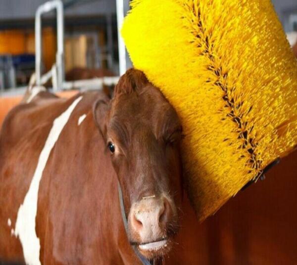 傲群牛體刷廠家定制